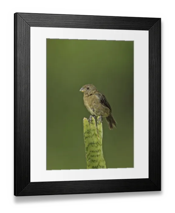 Framed Print : Variable Seedeater (Sporophila corvina hicksii) adult female Framed Print : Variable Seedeater (Sporophila corvina hicksii) adult female