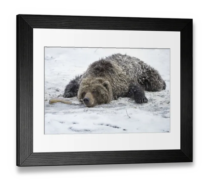 Framed Print : Grizzly bear, grizzly bears (Ursus arctos horribilis)