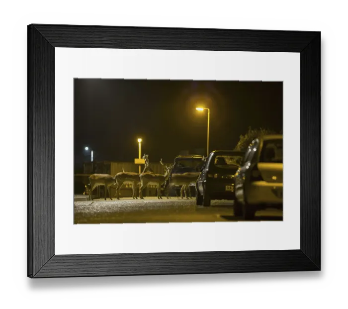 Framed Print : Fallow Deer (Dama dama) bucks, herd crossing road in city at night