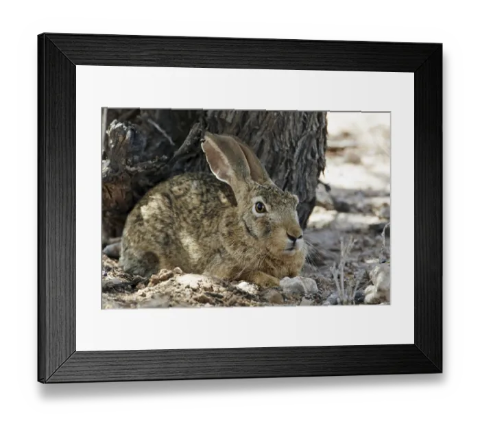 Framed Print : Cape hare, Cape hare, desert hares