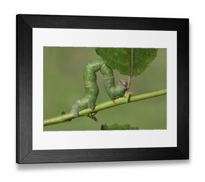 Framed Print : Peppered moth (Biston betularia) larvae in last stage Framed Print : Peppered moth (Biston betularia) larvae in last stage