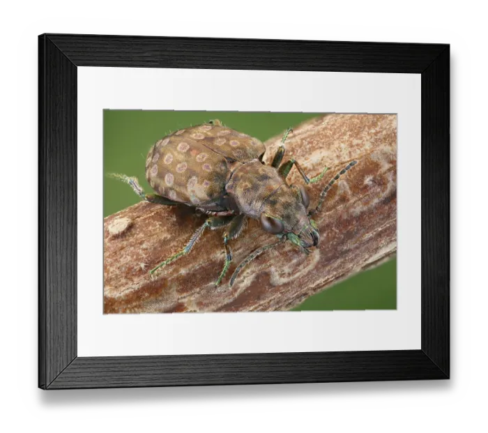 Framed Print : Ground beetle (Elaphrus riparius) on a branch Framed Print : Ground beetle (Elaphrus riparius) on a branch