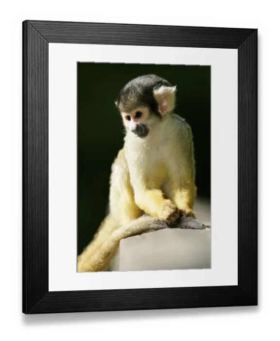 Framed Print : Common squirrel monkey (Saimiri sciureus)