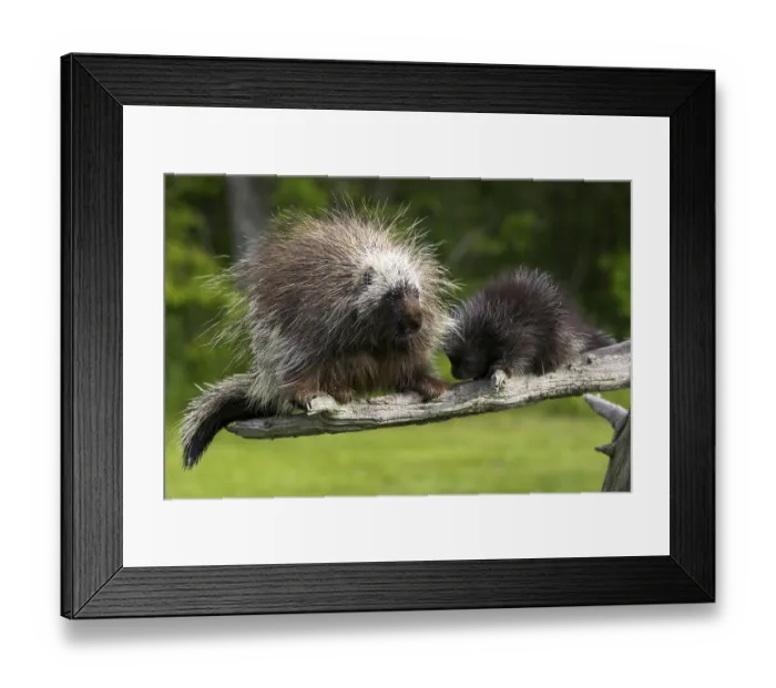 Framed Print : Tree spiny, north american porcupine (Erethizon Dorsatum) Framed Print : Tree spiny, north american porcupine (Erethizon Dorsatum)