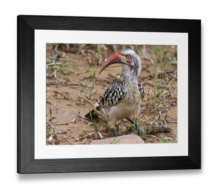 Framed Print : Red-billed Hornbill, southern red-billed hornbill (Tockus erythrorhynchus) Framed Print : Red-billed Hornbill, southern red-billed hornbill (Tockus erythrorhynchus)