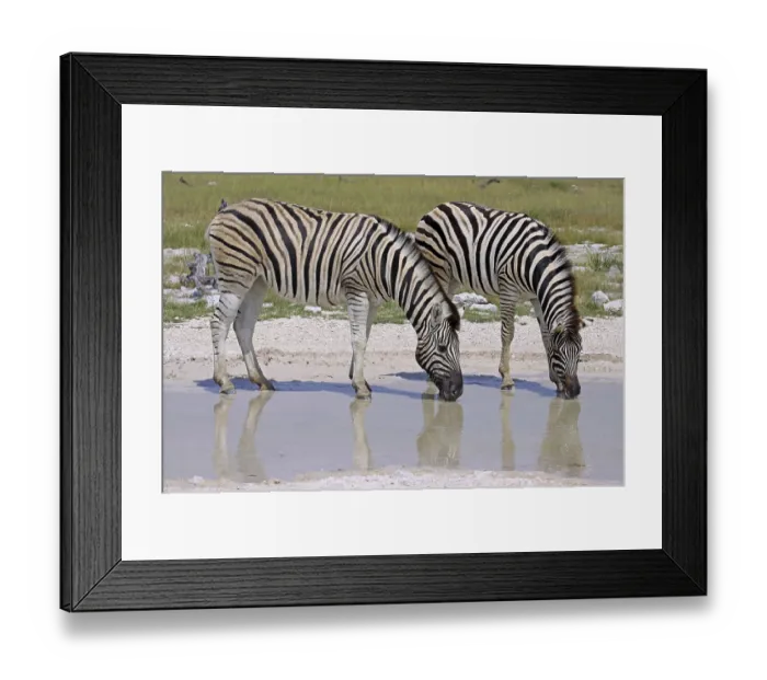 Framed Print : Zebras, Steppenzebras, Etosha, Namibia Framed Print : Zebras, Steppenzebras, Etosha, Namibia