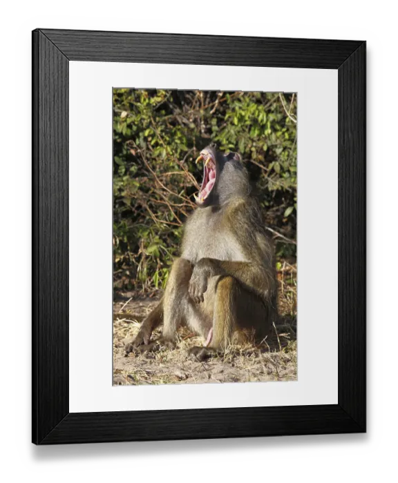 Framed Print : Yellow Baboon (papio cynocephalus) Framed Print : Yellow Baboon (papio cynocephalus)