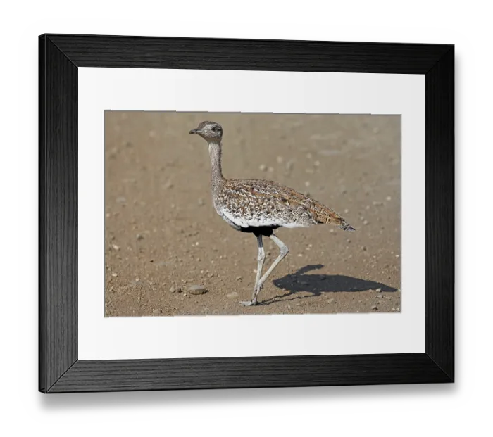 Framed Print : Trappe, Kruger Nationalpark S