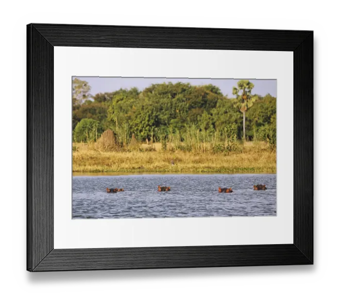 Framed Print : Hippos (Hippopotamus amphibius) in Shire river
