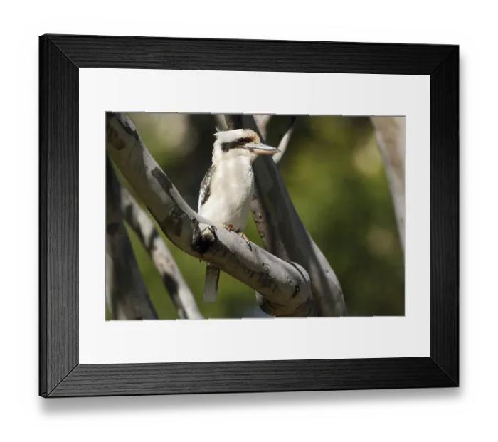 Framed Print : One of Australia's most striking birds with a distinctive song One of Australia's most striking birds with a Framed Print : One of Australia's most striking birds with a distinctive song One of Australia's most striking birds with a