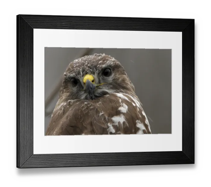 Framed Print : Mausebussard Musebussard