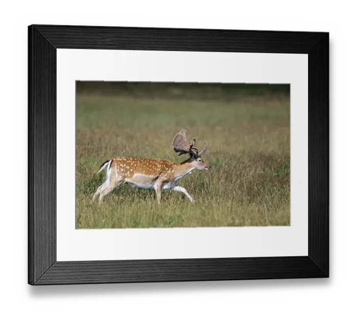 Framed Print : Fallow deer (Cervus dama) with velvet antlers in midsummer Framed Print : Fallow deer (Cervus dama) with velvet antlers in midsummer