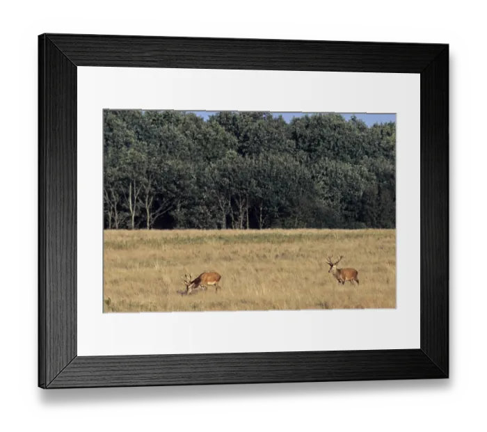 Framed Print : Red deer (Cervus elaphus) crossing a forest meadow (Edelhirsch) (Red deer)
