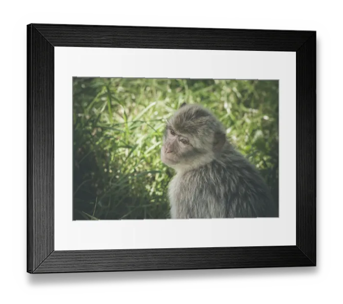 Framed Print : (Macaca) monkey in green grass in the summertime Framed Print : (Macaca) monkey in green grass in the summertime