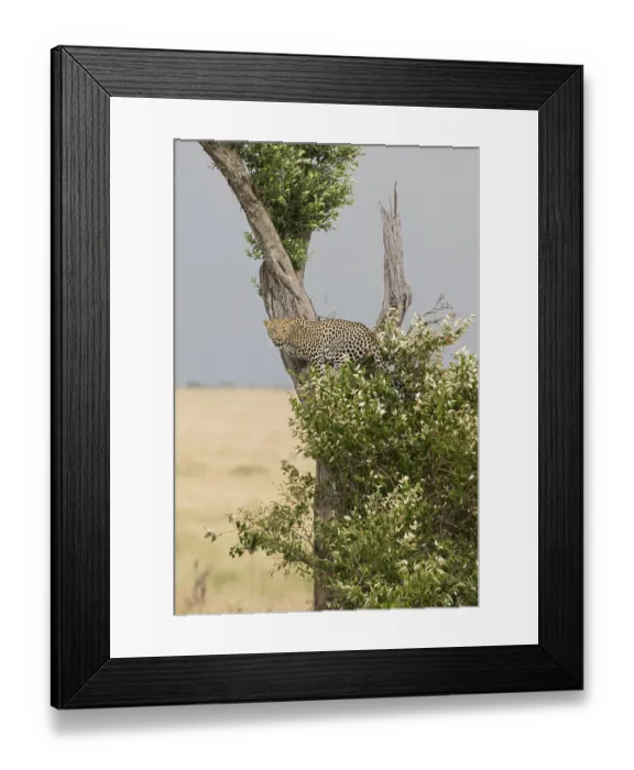 Framed Print : Animal, wild, leopard, cat, background Framed Print : Animal, wild, leopard, cat, background
