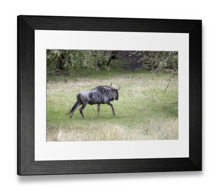 Framed Print : Blue Wildebeest or brindled Gnu (C. taurinus) Framed Print : Blue Wildebeest or brindled Gnu (C. taurinus)