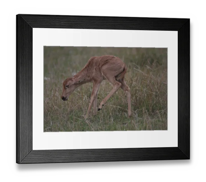 Framed Print : Topi calf Framed Print : Topi calf