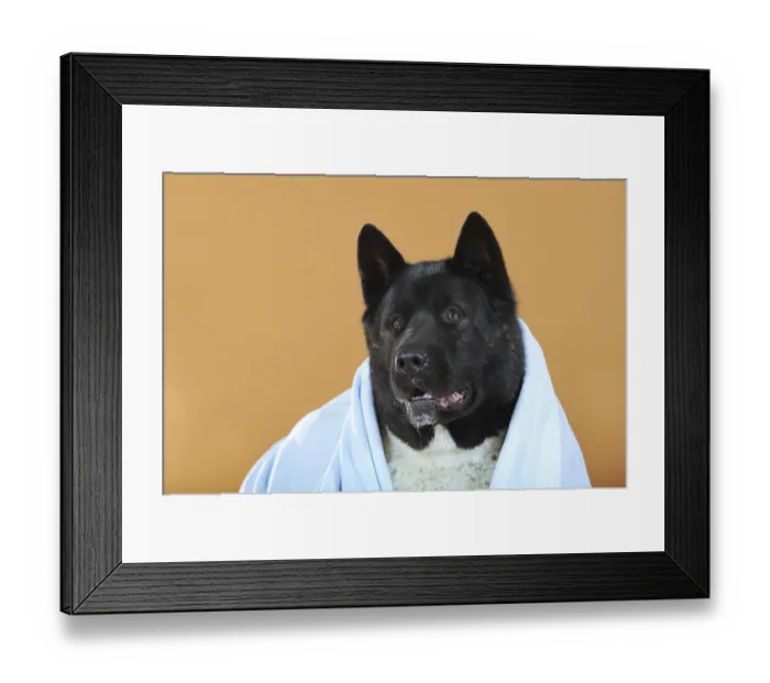 Framed Print : American Akita, under a blue blanket Framed Print : American Akita, under a blue blanket