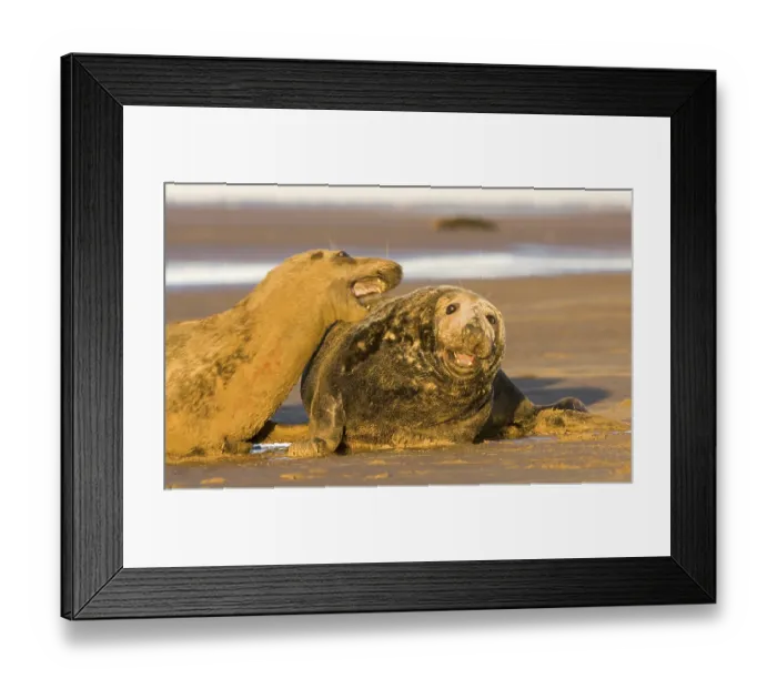 Framed Print : Grey Seal (Halichoerus grypus) Framed Print : Grey Seal (Halichoerus grypus)