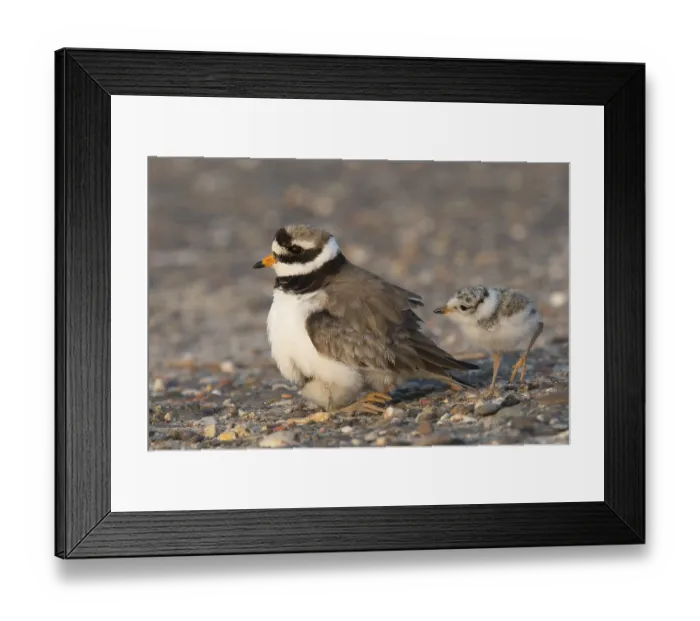Framed Print : Ringed plover (Charadrius hiaticula) Framed Print : Ringed plover (Charadrius hiaticula)