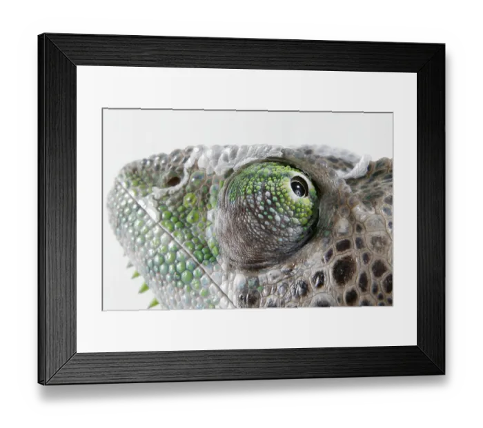 Framed Print : Madagascar giant chameleon (Furcifer verrucosus)