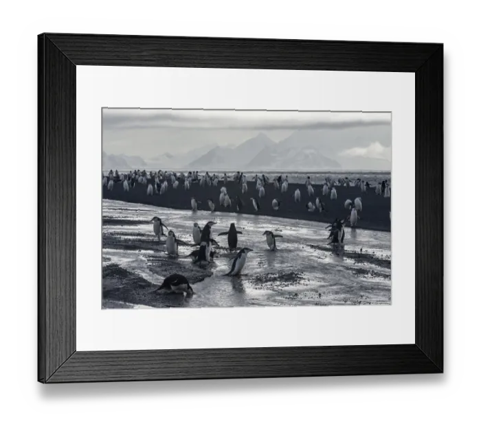 Framed Print : Chinstrap Penguins (Pygoscelis antarctica)