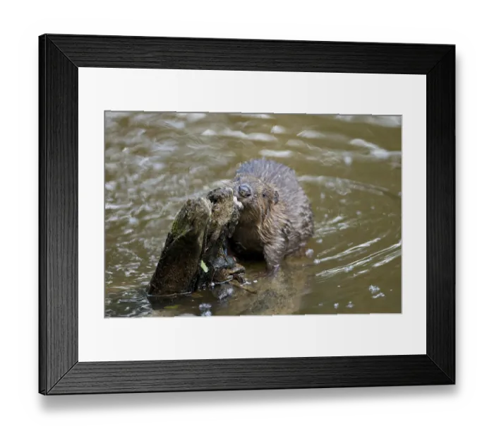 Framed Print : European beaver (Castor fiber) Framed Print : European beaver (Castor fiber)