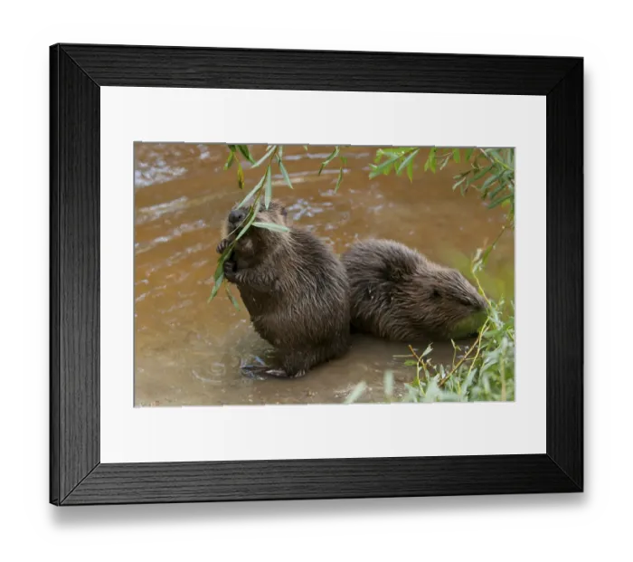 Framed Print : European beaver (Castor fiber) Framed Print : European beaver (Castor fiber)