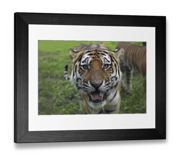 Framed Print : Siberian tiger (Panthera tigris altaica) Framed Print : Siberian tiger (Panthera tigris altaica)