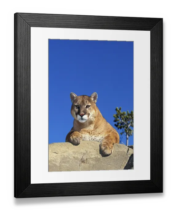 Framed Print : COUGAR (puma concolor), ADULT ON ROCK, MONTANA Framed Print : COUGAR (puma concolor), ADULT ON ROCK, MONTANA