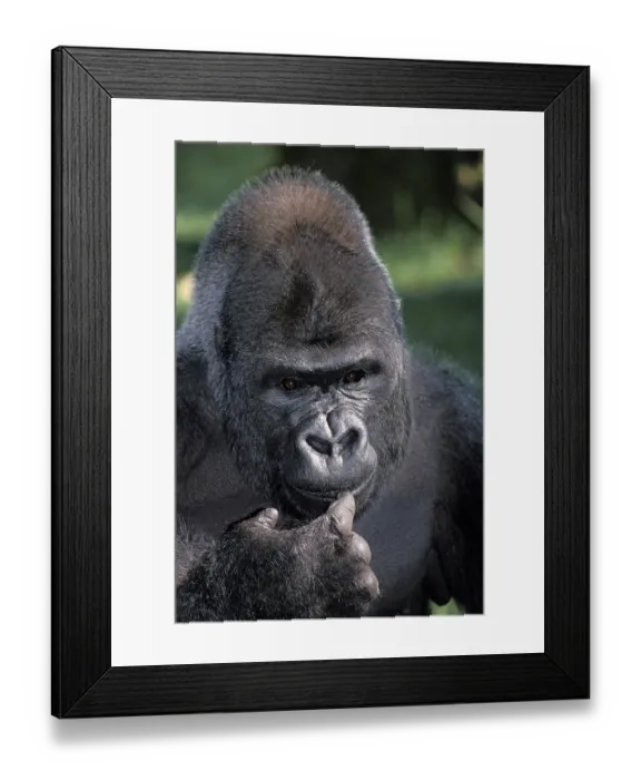 Framed Print : EASTERN TIEFLAND GORILLA (gorilla gorilla) graueri