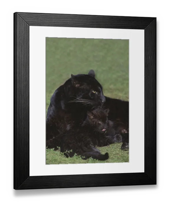Framed Print : Black Panther (panthera pardus) Framed Print : Black Panther (panthera pardus)