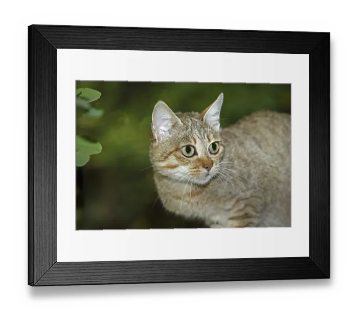 Framed Print : African wildcat (felis silvestris lybica)