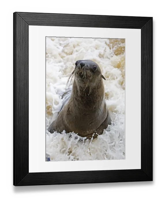 Framed Print : SOUTH AFRICAN FUR SEAL (arctocephalus pusillus) IN CAPE CROSS IN NAMIBIA