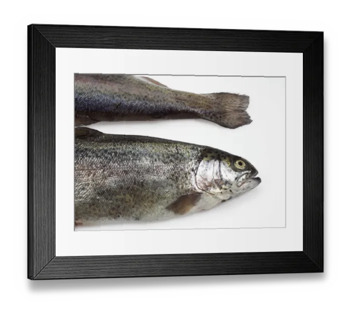 Framed Print : Salmo gairdneri, Salmo irideus
