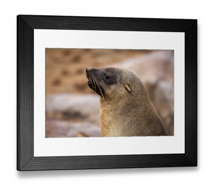 Framed Print : South African Fur Seal (arctocephalus pusillus)