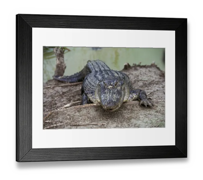 Framed Print : American Alligator, alligator mississipiensis