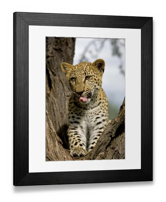 Framed Print : Leopard (panthera pardus), 4 Months old Cub Yawning with Tongue Out