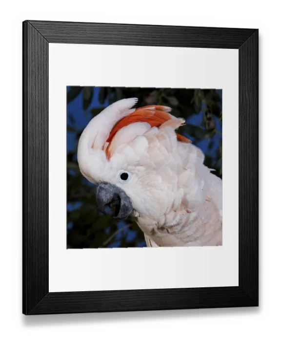 Framed Print : Salmon-Crested Cockatoo (cacatua moluccensis) or Moluccan Cockatoo