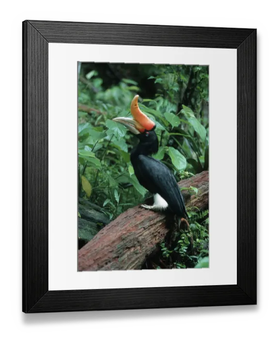 Framed Print : Rhinoceros Hornbill (Buceros rhinoceros)
