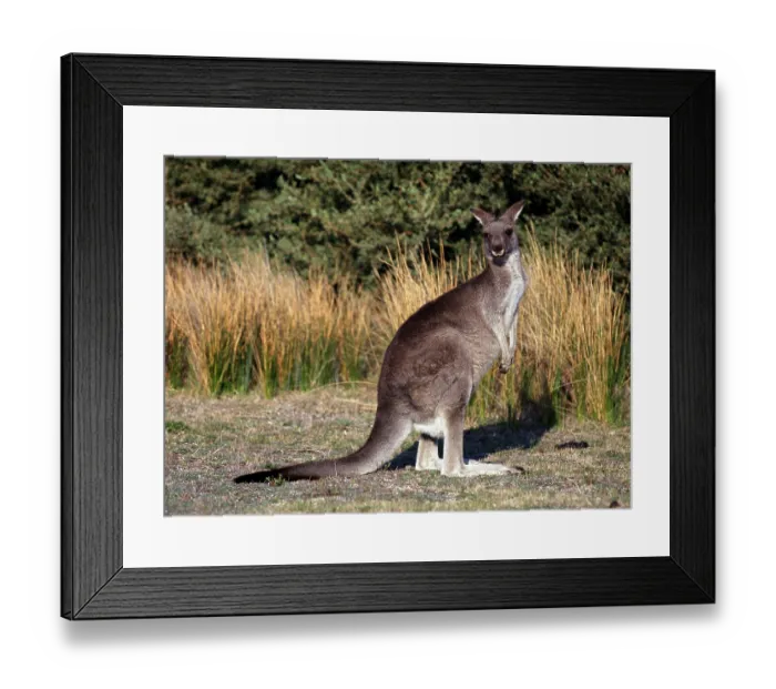 Framed Print : Eastern Grey Kangaroo (Macropus giganteus)
