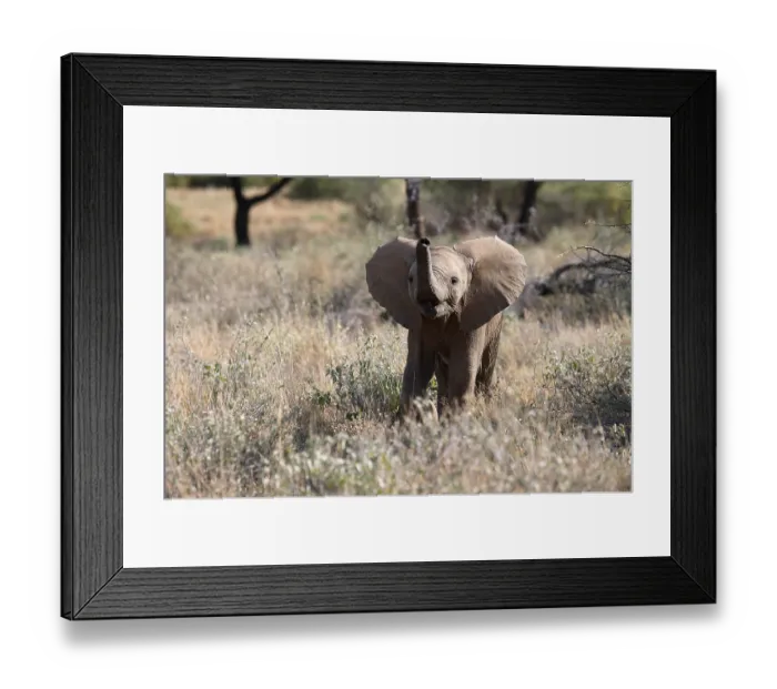 Framed Print : African elephant (Loxodonta africana) Framed Print : African elephant (Loxodonta africana)