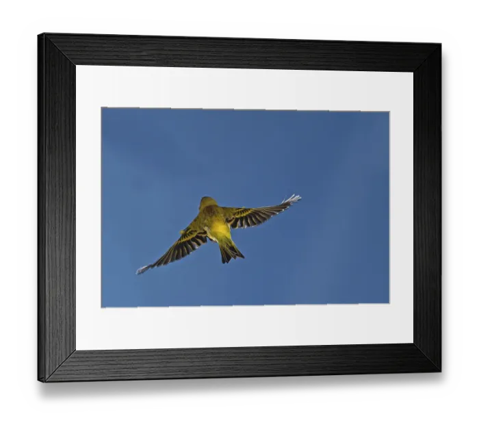 Framed Print : Canary (Serinus canaria forma domestica), captive