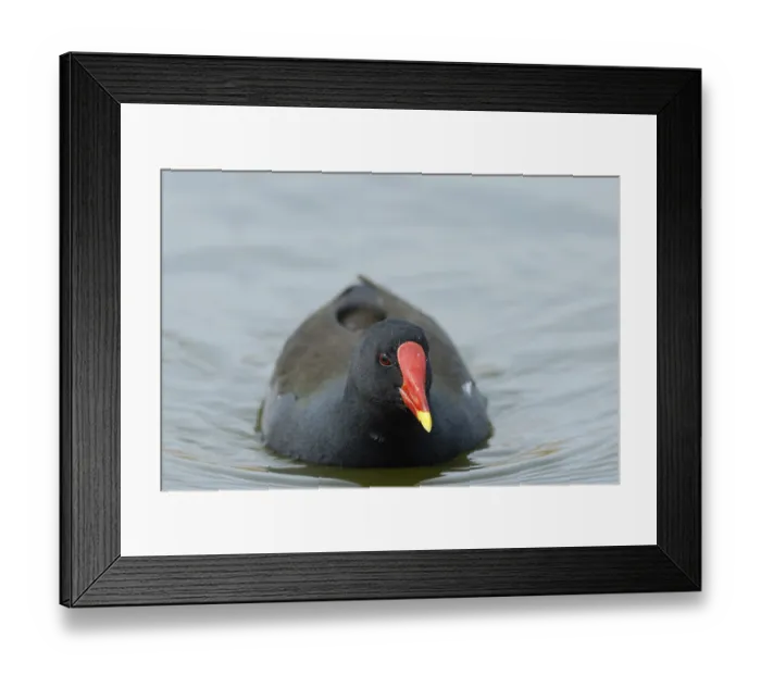 Framed Print : Moorhen (Gallinula chloropus), Lower Saxony