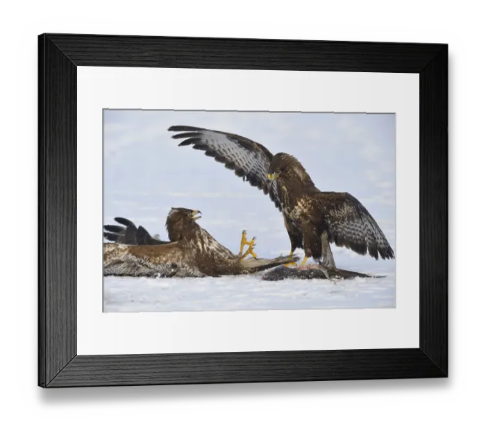 Framed Print : Steppe buzzards (Buteo buteo) with fish
