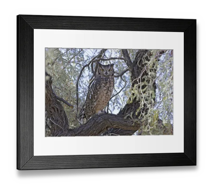 Framed Print : Spotted Eagle-owl (Bubo africanus) Framed Print : Spotted Eagle-owl (Bubo africanus)