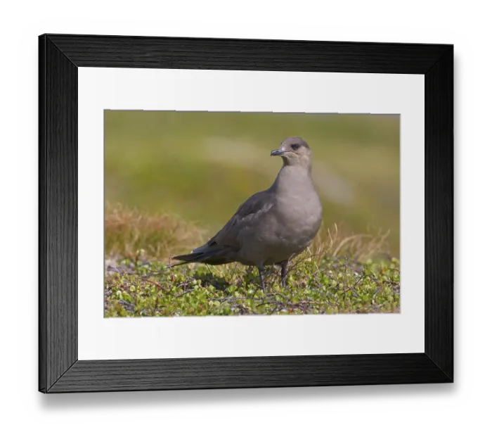 Framed Print : Arctic Skua (Stercorarius parasiticus)