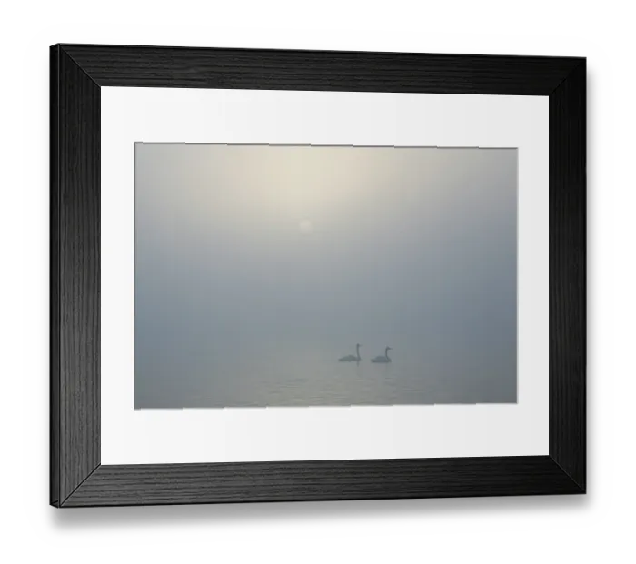 Framed Print : Sun rising over a pair of swans floating on the mist covered Lake Laugarvatn
