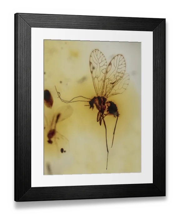 Framed Print : Psocoptera in Amber, Colombia, Pliocene 10 MYO