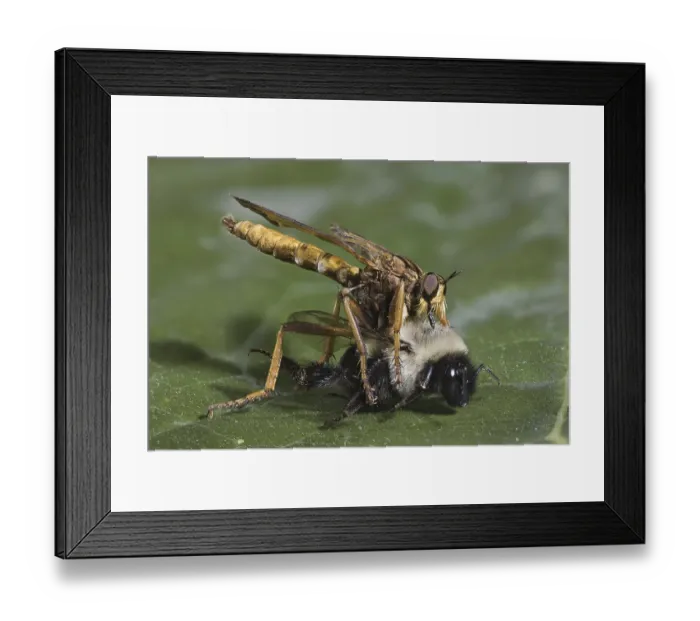 Framed Print : Robberfly Eating a Bumblee Bee